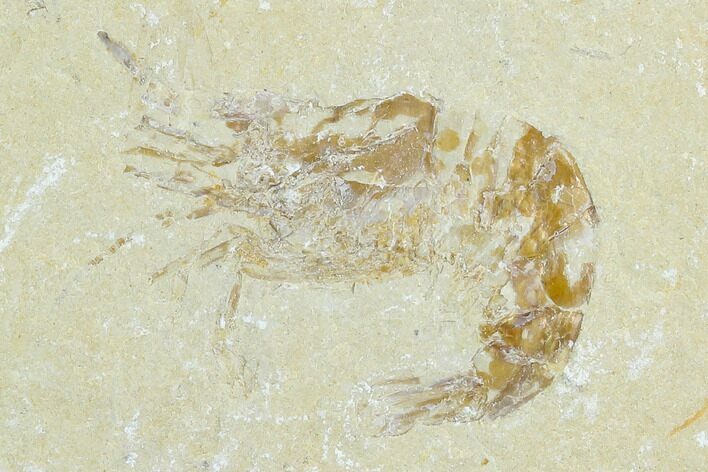 Cretaceous Fossil Shrimp - Lebanon #123897